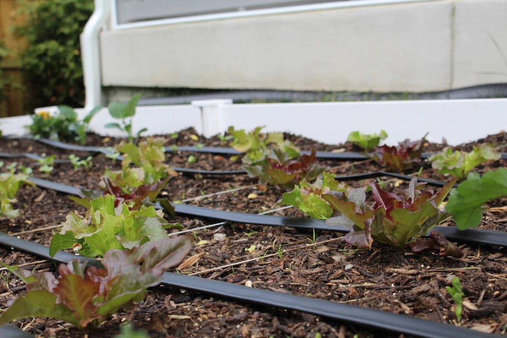VA Residential Edible Garden by Rooftop Roots - Photo 7