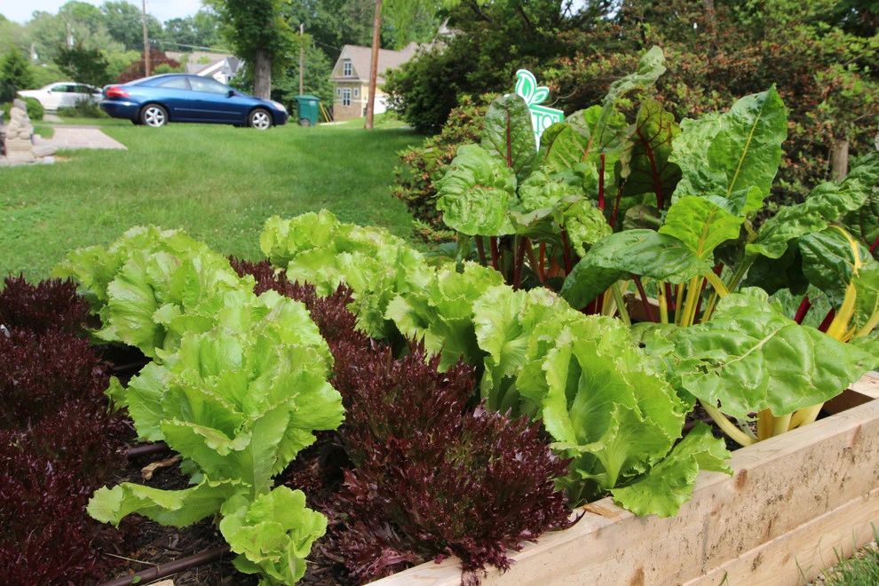 VA Residential Edible Garden by Rooftop Roots - Photo 2