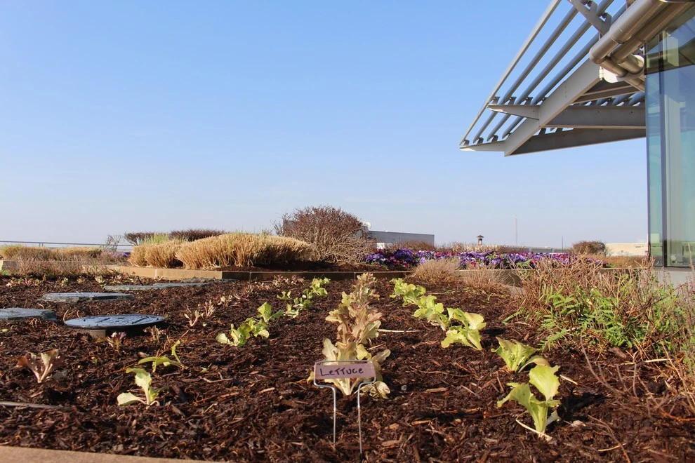 Rooftop Roots - Photo 13