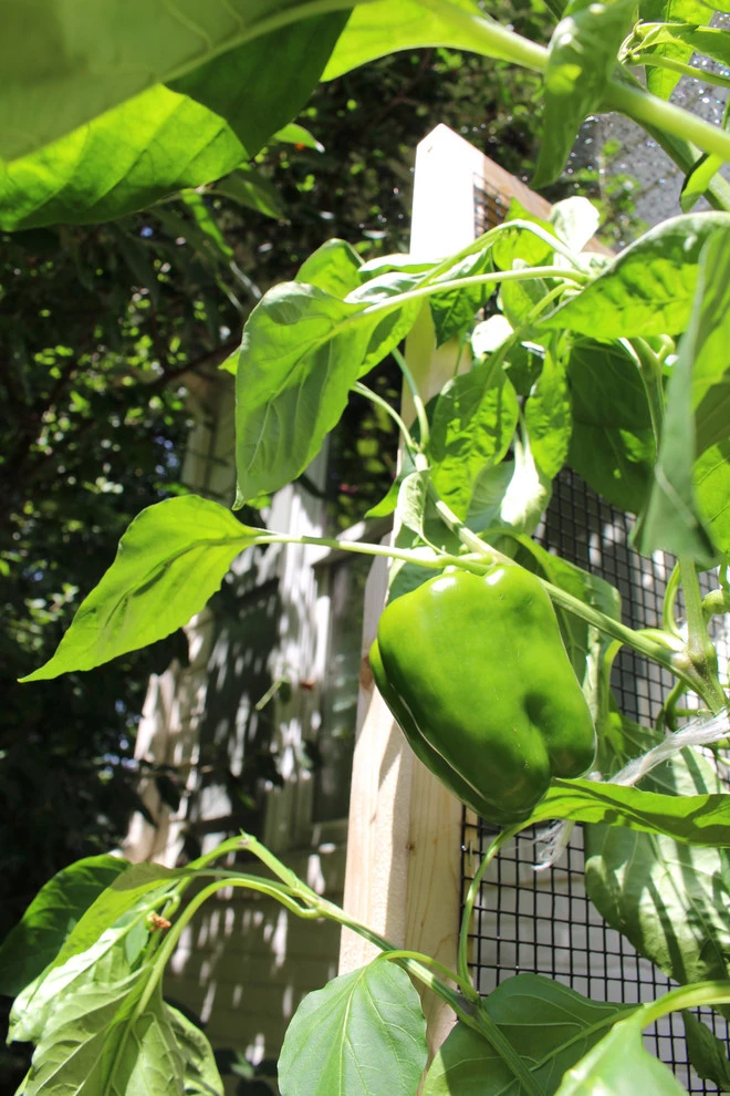 VA Residential Edible Garden by Rooftop Roots - Photo 3