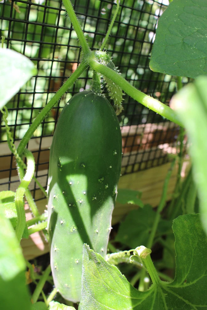VA Residential Edible Garden by Rooftop Roots - Photo 4