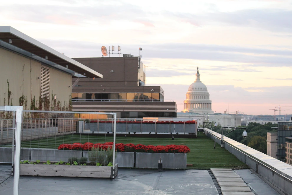 Best Bees - Commercial Rooftop Gardens by Rooftop Roots - Photo 10