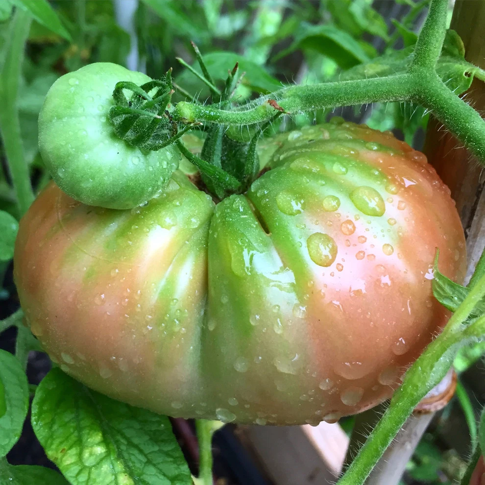 VA Residential Edible Garden by Rooftop Roots - Photo 2