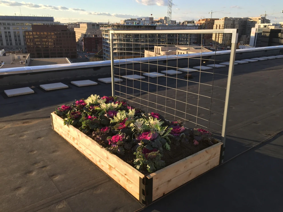 Best Bees - Commercial Rooftop Gardens by Rooftop Roots - Photo 18