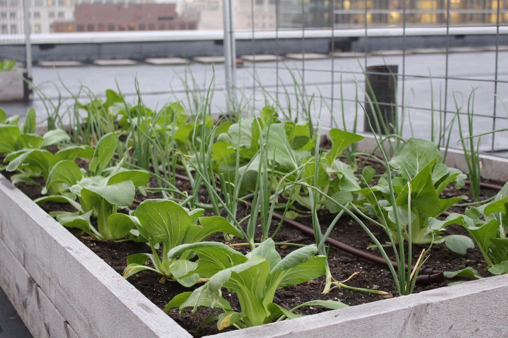 Best Bees - Commercial Rooftop Gardens by Rooftop Roots - Photo 13