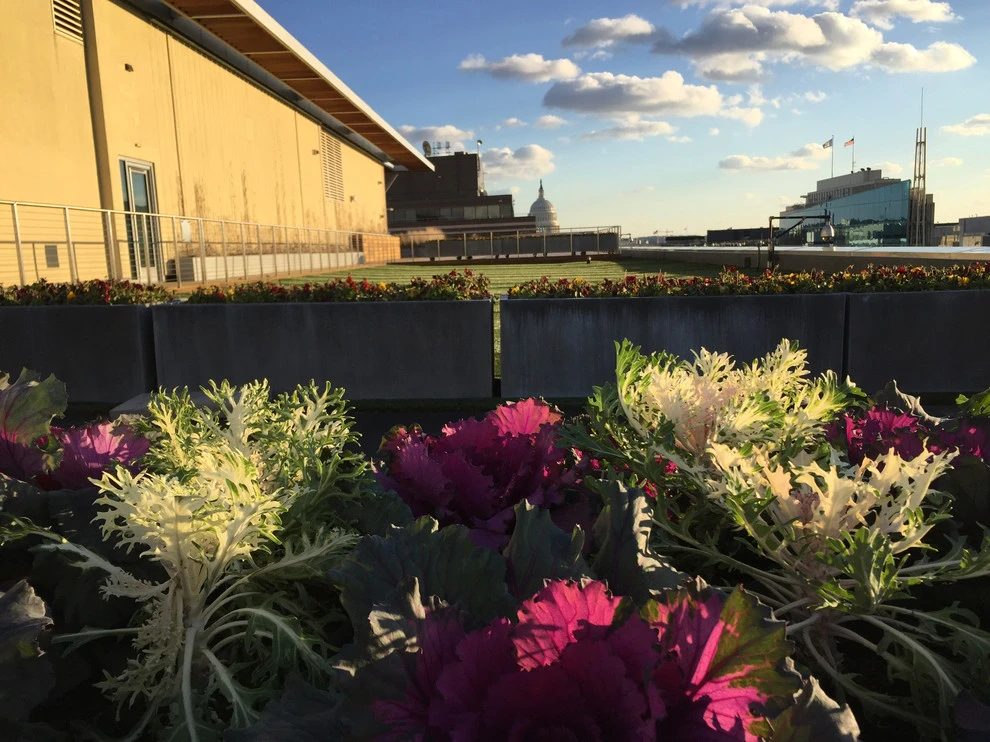 Best Bees - Commercial Rooftop Gardens by Rooftop Roots - Photo 9