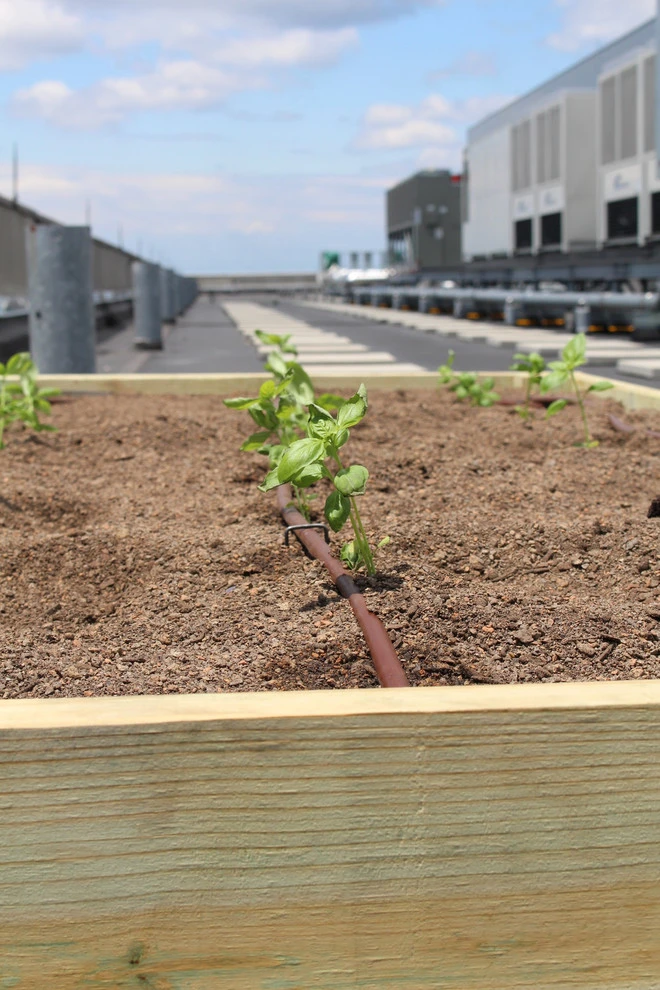 Best Bees - Commercial Rooftop Gardens by Rooftop Roots - Photo 3