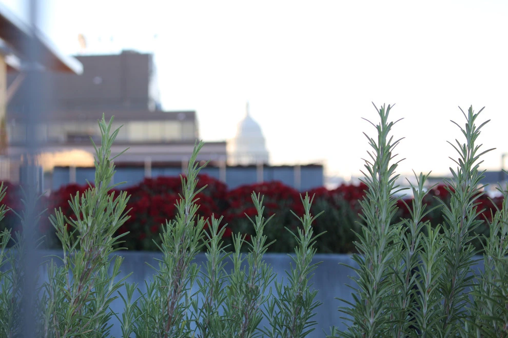 Best Bees - Commercial Rooftop Gardens by Rooftop Roots - Photo 8