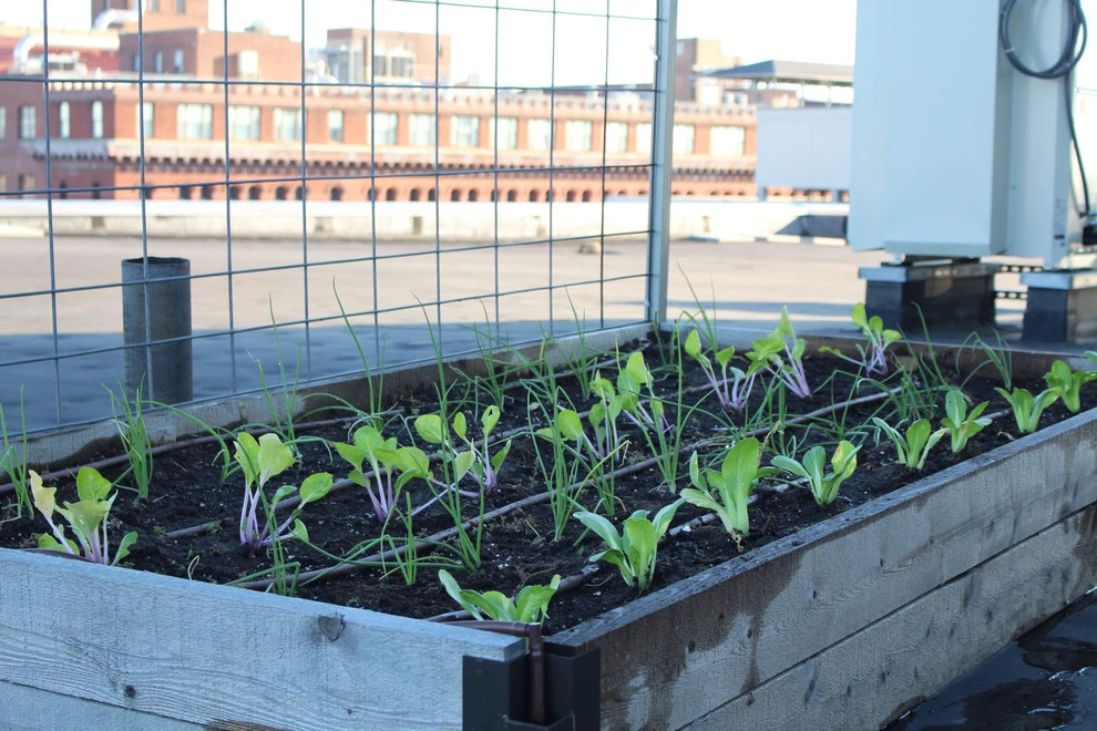 Best Bees - Commercial Rooftop Gardens by Rooftop Roots - Photo 12