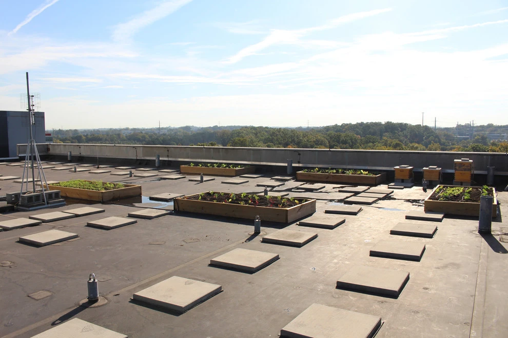 Best Bees - Commercial Rooftop Gardens by Rooftop Roots - Photo 14