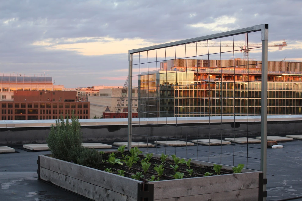 Best Bees - Commercial Rooftop Gardens by Rooftop Roots - Photo 11