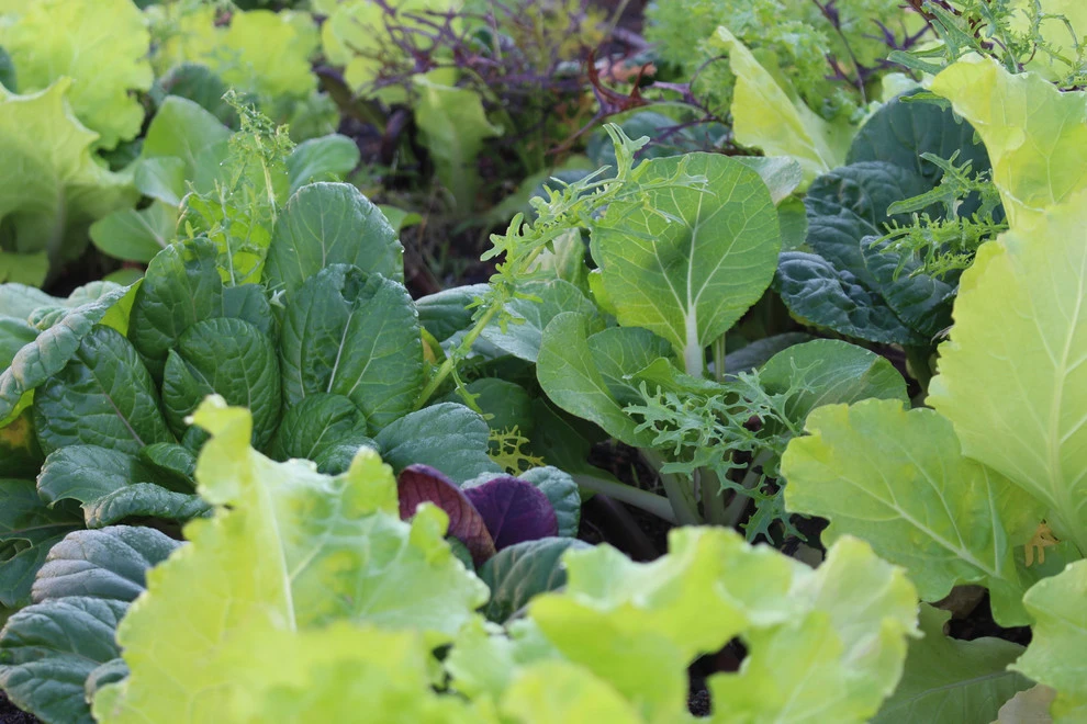 Best Bees - Commercial Rooftop Gardens by Rooftop Roots - Photo 16