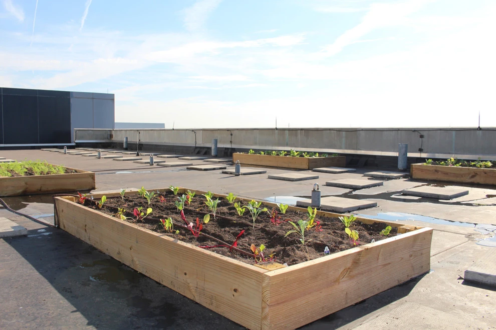 Best Bees - Commercial Rooftop Gardens by Rooftop Roots - Photo 17