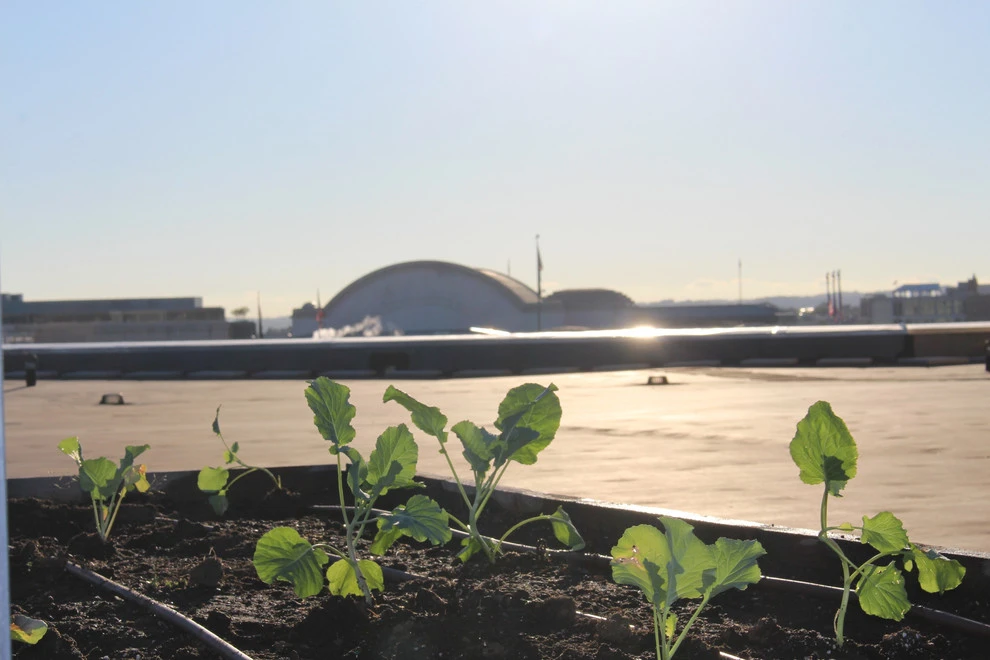 Best Bees - Commercial Rooftop Gardens by Rooftop Roots - Photo 7