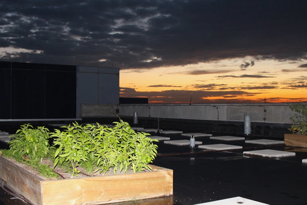 Best Bees - Commercial Rooftop Gardens by Rooftop Roots - Photo 4