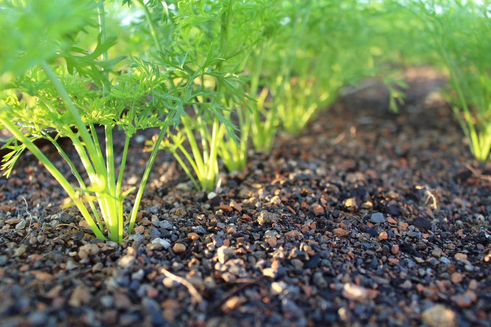 Best Bees - Commercial Rooftop Gardens by Rooftop Roots - Photo 15