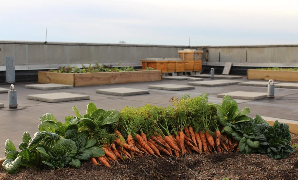 Best Bees - Commercial Rooftop Gardens by Rooftop Roots - Photo 2