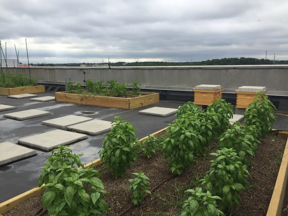 Best Bees - Commercial Rooftop Gardens by Rooftop Roots - Photo 5