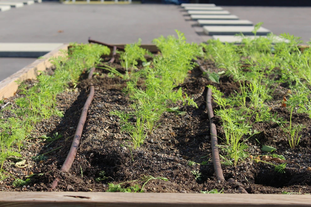 Best Bees - Commercial Rooftop Gardens by Rooftop Roots - Photo 6