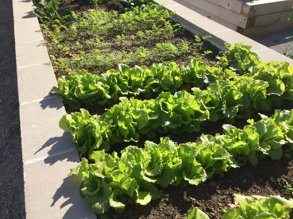 Langdon DC Community Garden by Rooftop Roots - Photo 3