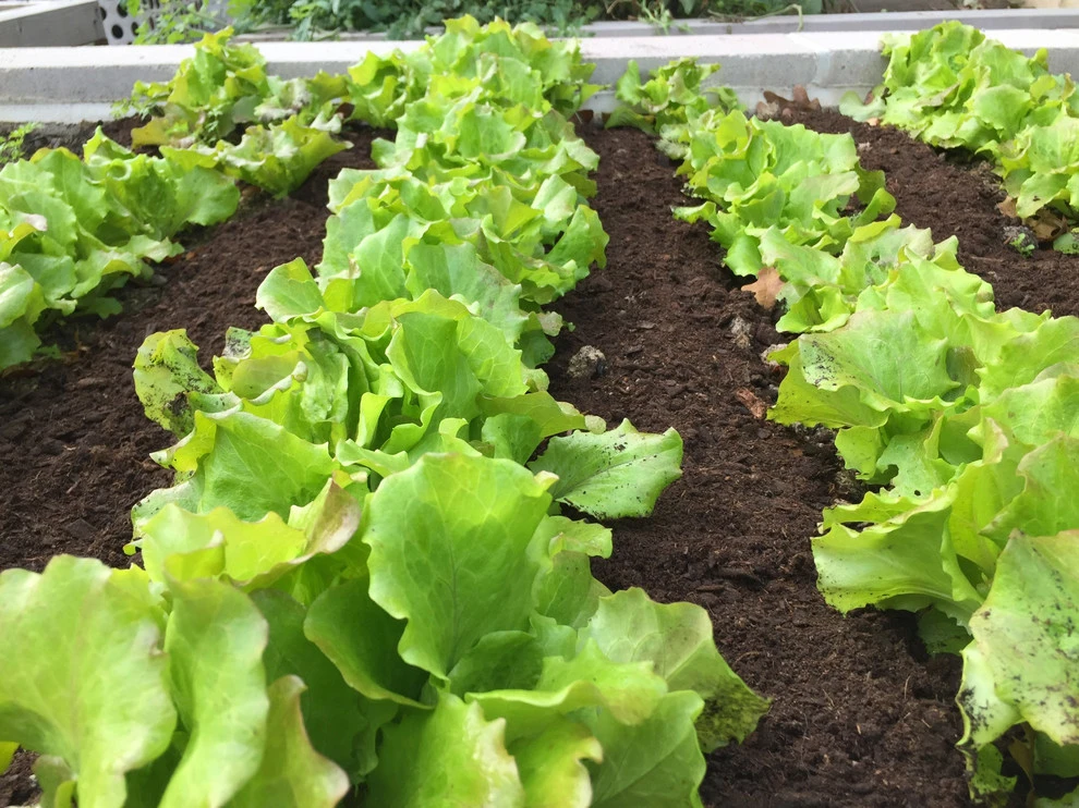 Langdon DC Community Garden by Rooftop Roots - Photo 6