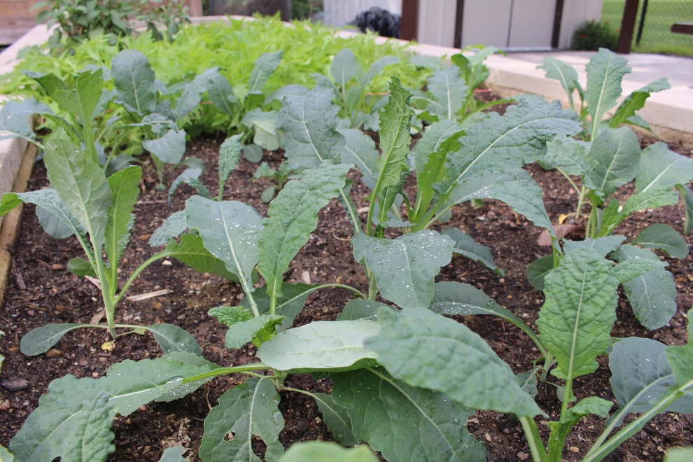 Langdon DC Community Garden by Rooftop Roots - Photo 2