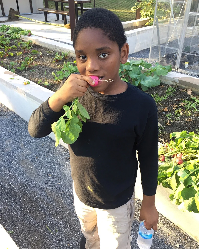 Langdon DC Community Garden by Rooftop Roots - Photo 8