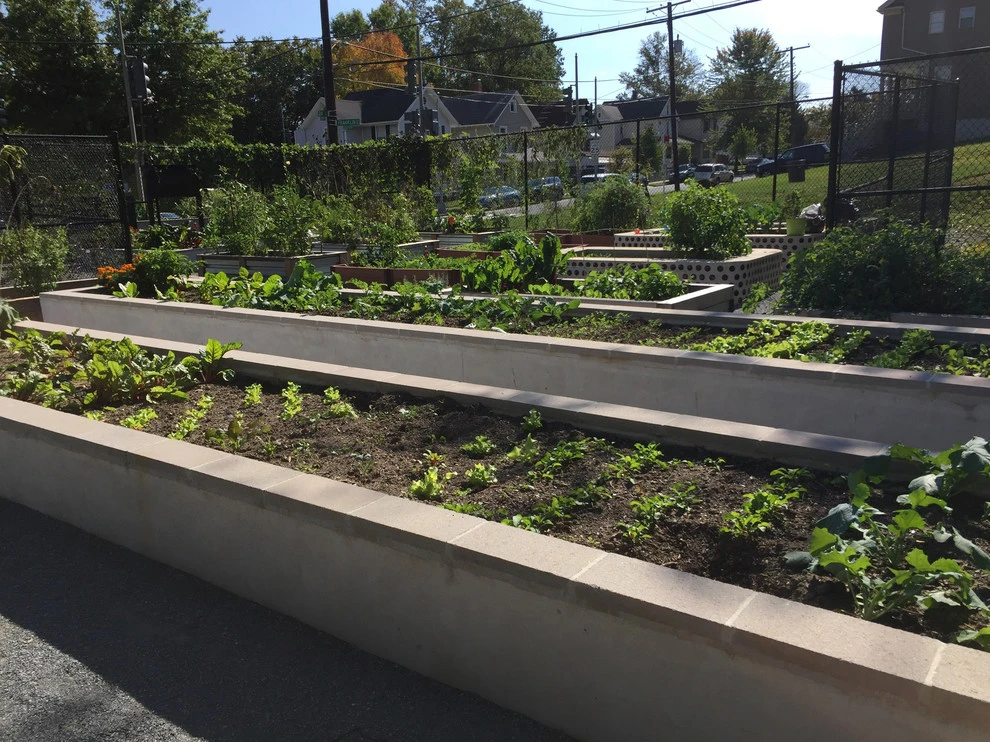 Langdon DC Community Garden by Rooftop Roots - Photo 5