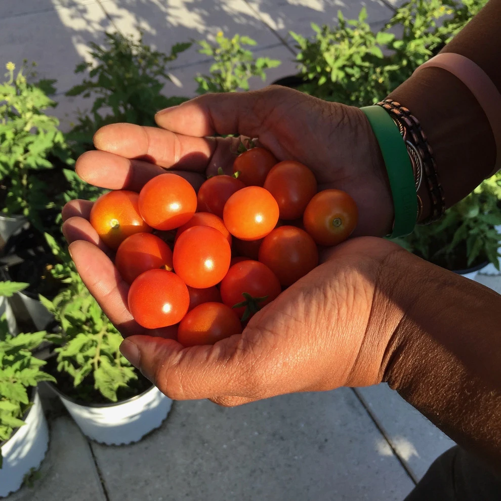 The Station Community Garden by Rooftop Roots - Photo 7