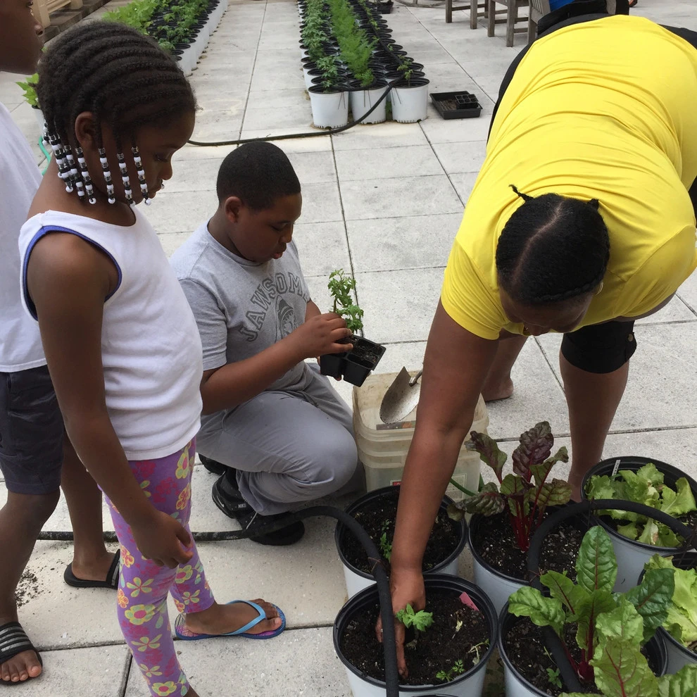 The Station Community Garden by Rooftop Roots - Photo 5