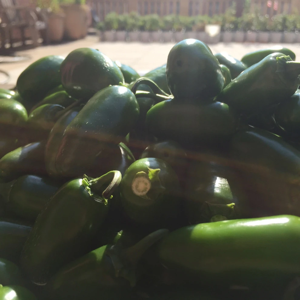The Station Community Garden by Rooftop Roots - Photo 10