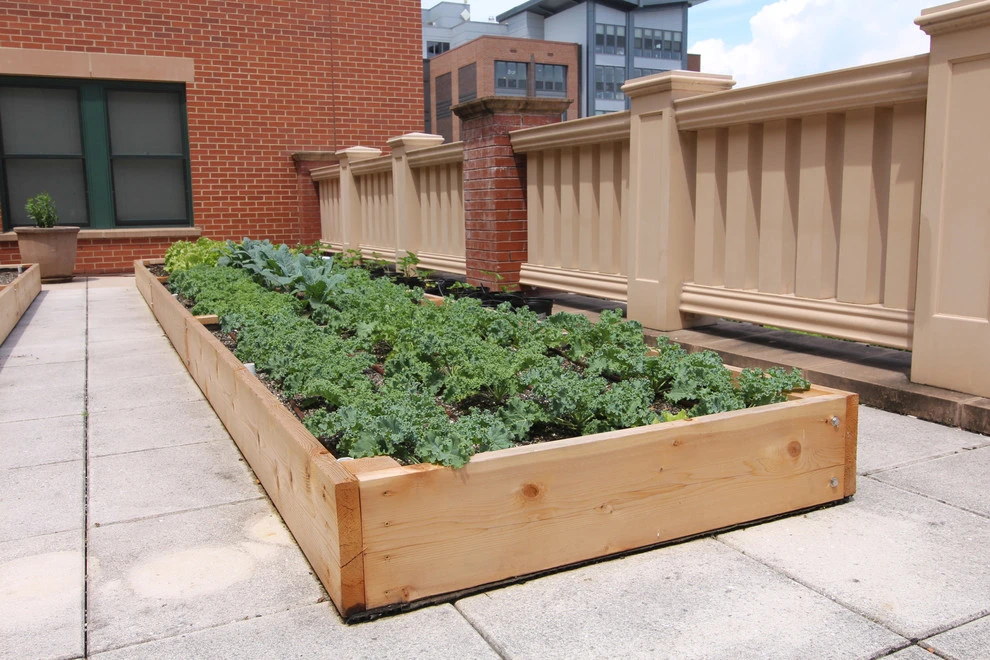 Rooftop Roots - Photo 6