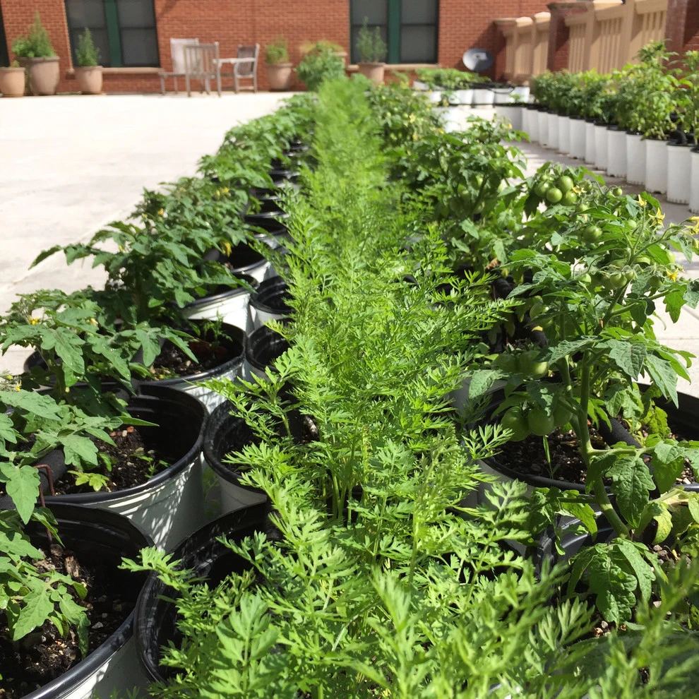 The Station Community Garden by Rooftop Roots - Photo 3