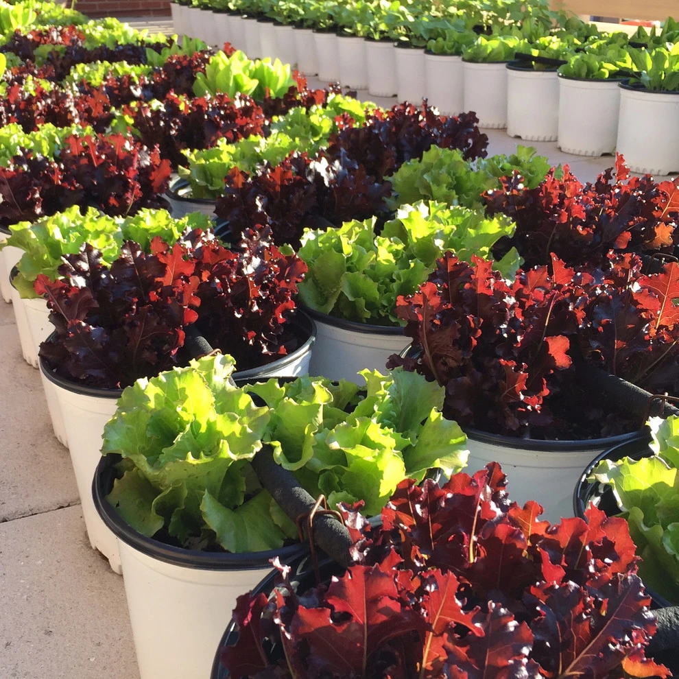 The Station Community Garden by Rooftop Roots - Photo 2