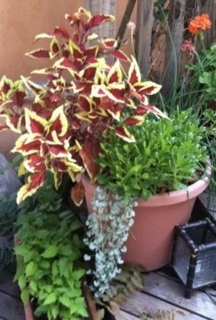 Sunsilk Landscaping - Photo 11