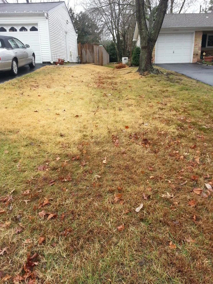 Bowie - Backyard Renovation and Shed install by The Landscape Design Center - Photo 3