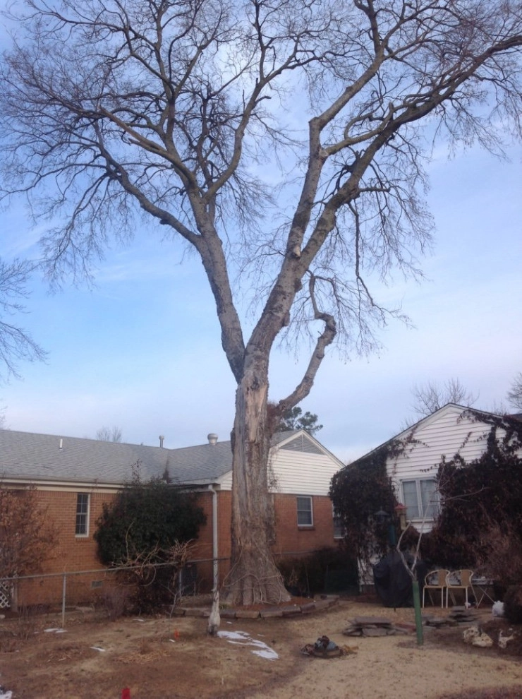 Tree Cutting by Cut Right Landscape And Tree - Photo 19