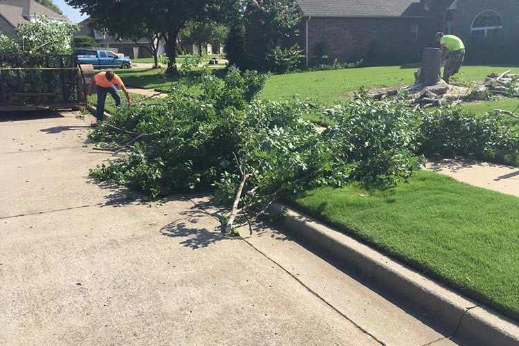 Tree Cutting by Cut Right Landscape And Tree - Photo 3