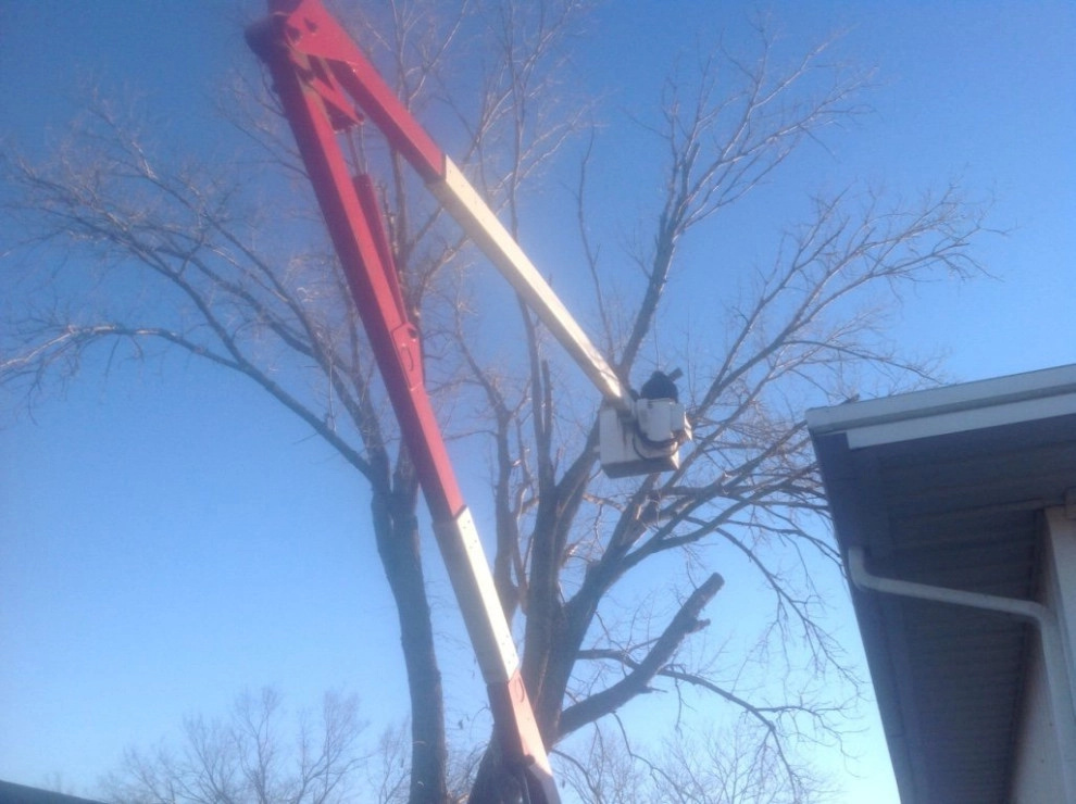 Tree Cutting by Cut Right Landscape And Tree - Photo 25