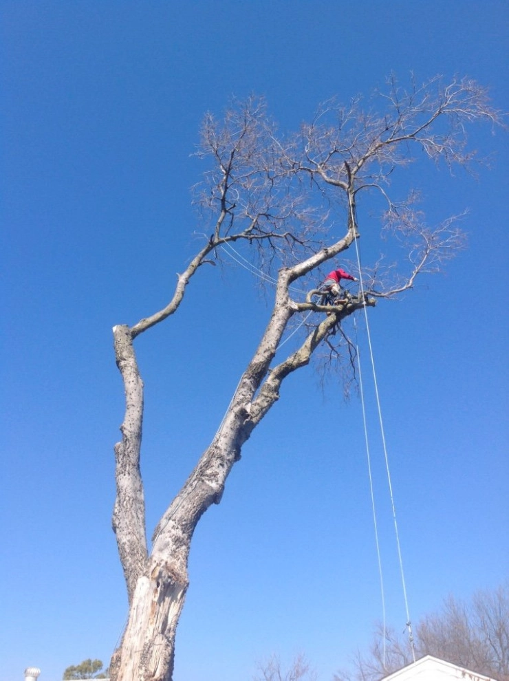 Tree Cutting by Cut Right Landscape And Tree - Photo 10