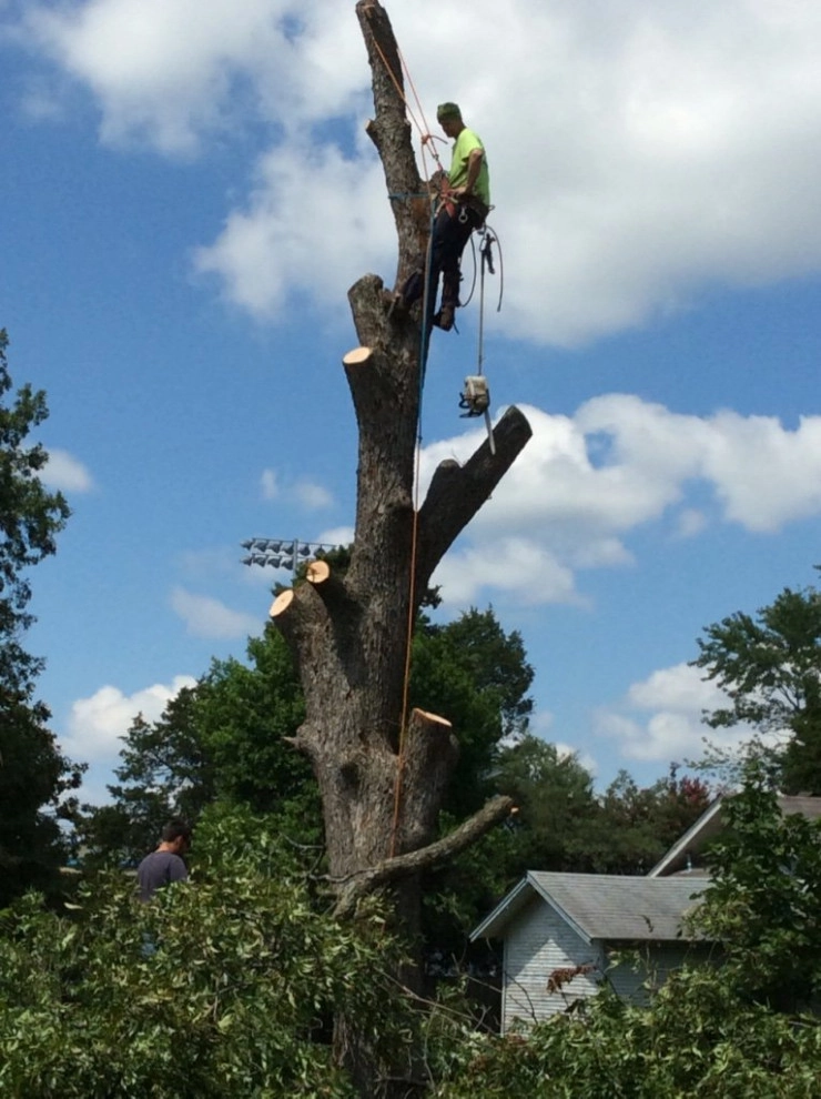Tree Cutting by Cut Right Landscape And Tree - Photo 15