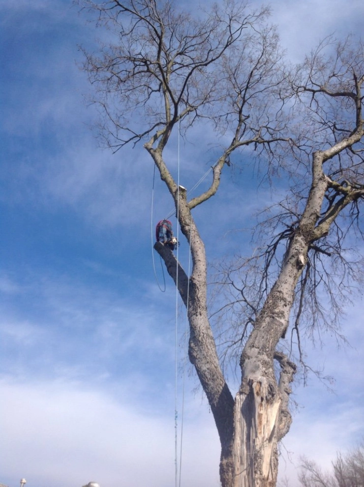 Cut Right Landscape And Tree - Photo 11