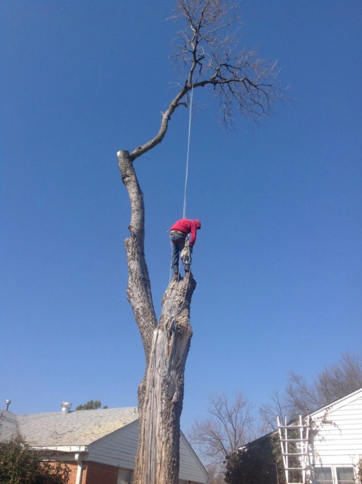 Tree Cutting by Cut Right Landscape And Tree - Photo 8
