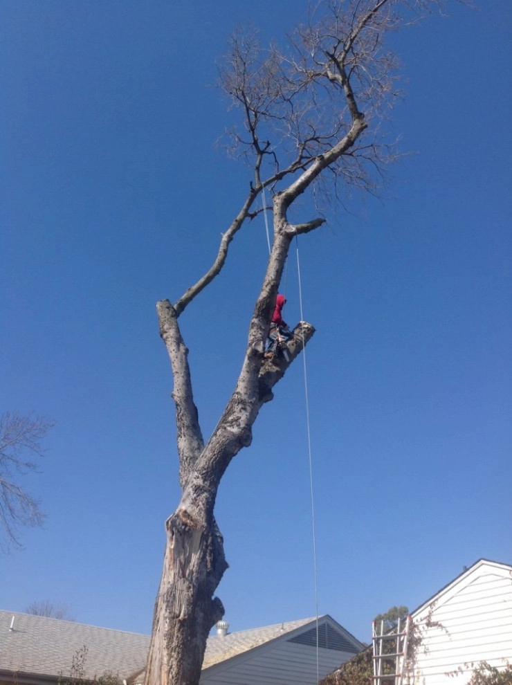 Tree Cutting by Cut Right Landscape And Tree - Photo 22
