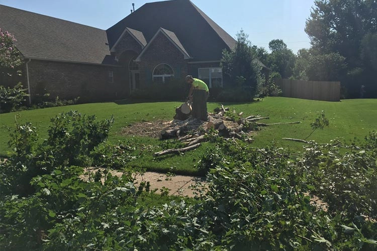 Tree Cutting by Cut Right Landscape And Tree - Photo 21