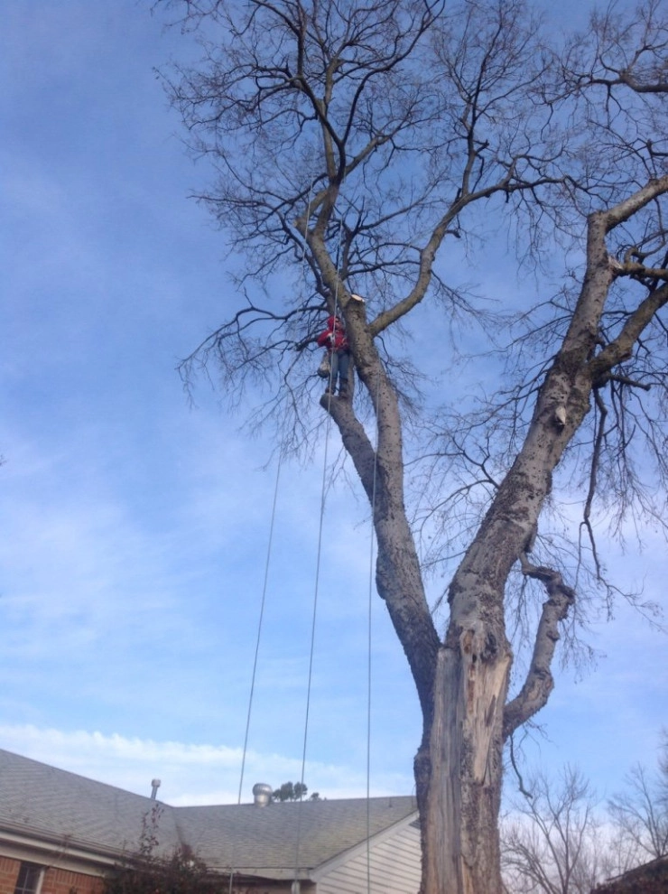 Tree Cutting by Cut Right Landscape And Tree - Photo 9