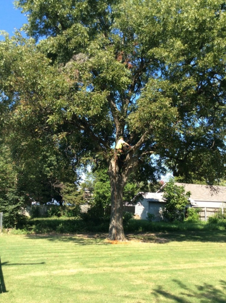 Tree Cutting by Cut Right Landscape And Tree - Photo 4