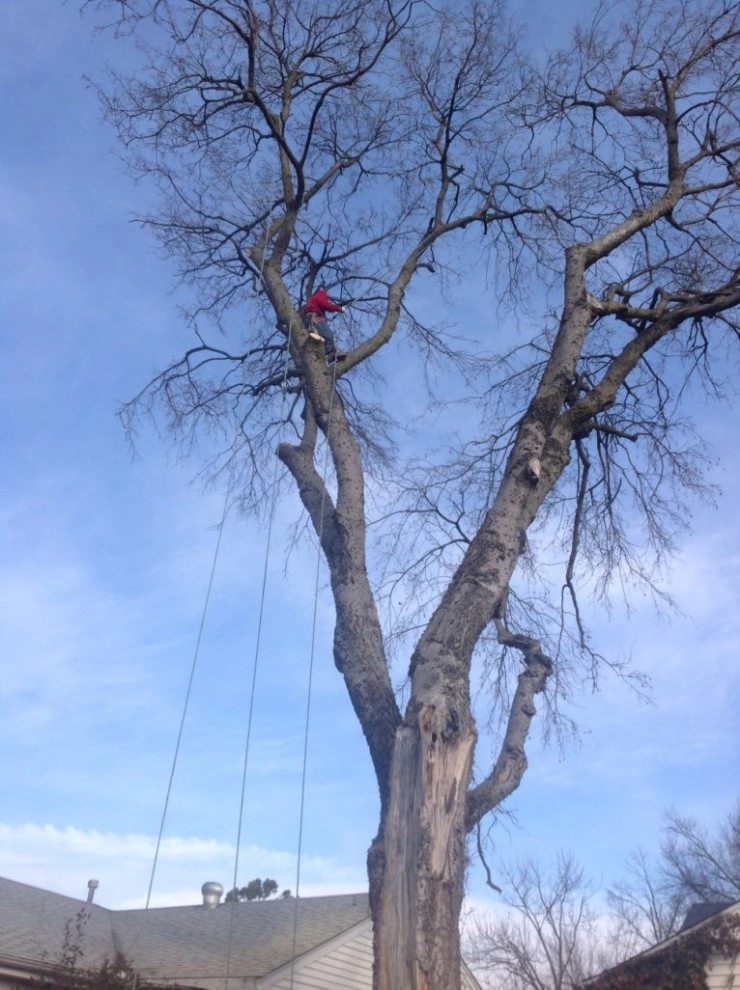 Cut Right Landscape And Tree - Photo 12