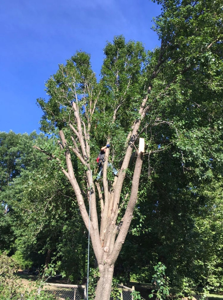 Tree Cutting by Cut Right Landscape And Tree - Photo 18