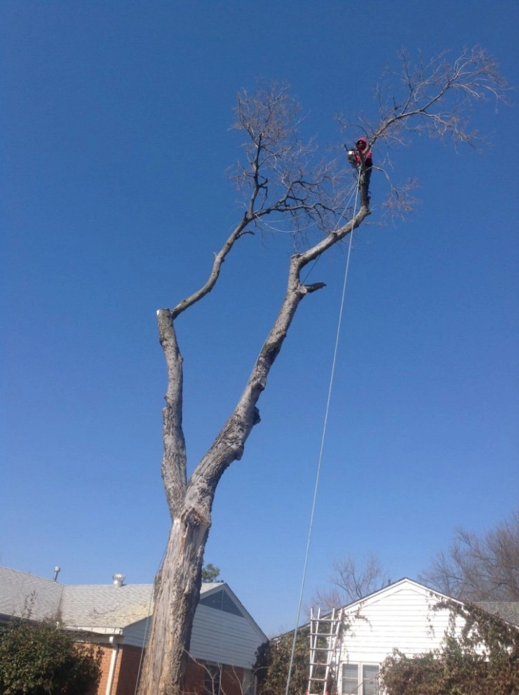 Tree Cutting by Cut Right Landscape And Tree - Photo 14